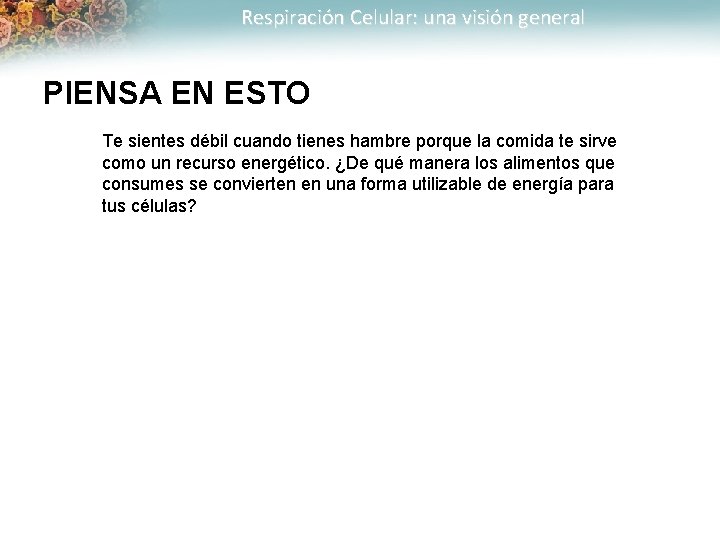 Respiración Celular: una visión general PIENSA EN ESTO Te sientes débil cuando tienes hambre