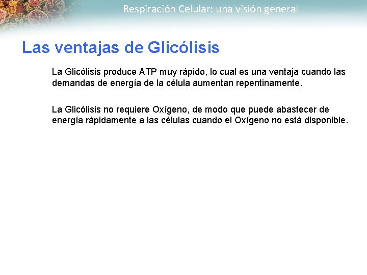 Respiración Celular: una visión general Las ventajas de Glicólisis La Glicólisis produce ATP muy