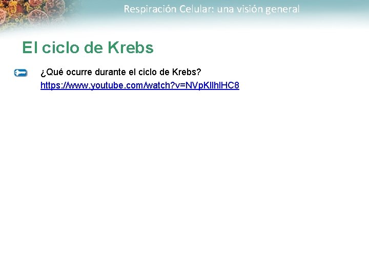 Respiración Celular: una visión general El ciclo de Krebs ¿Qué ocurre durante el ciclo