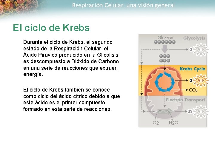 Respiración Celular: una visión general El ciclo de Krebs Durante el ciclo de Krebs,