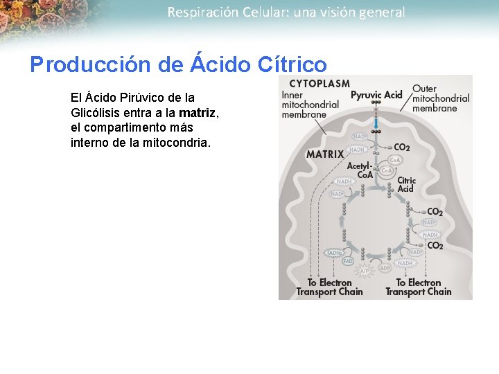 Respiración Celular: una visión general Producción de Ácido Cítrico El Ácido Pirúvico de la