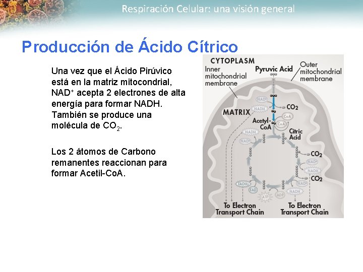 Respiración Celular: una visión general Producción de Ácido Cítrico Una vez que el Ácido