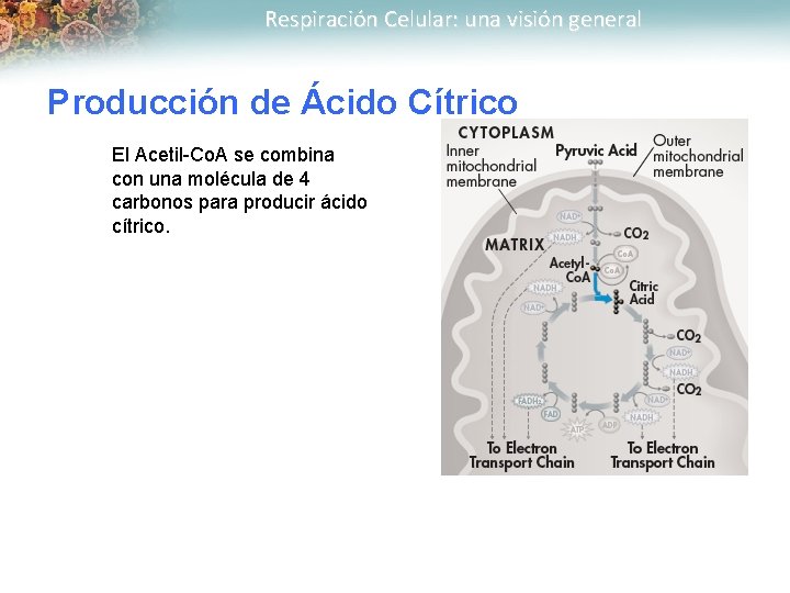 Respiración Celular: una visión general Producción de Ácido Cítrico El Acetil-Co. A se combina