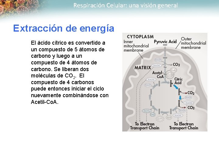 Respiración Celular: una visión general Extracción de energía El ácido cítrico es convertido a