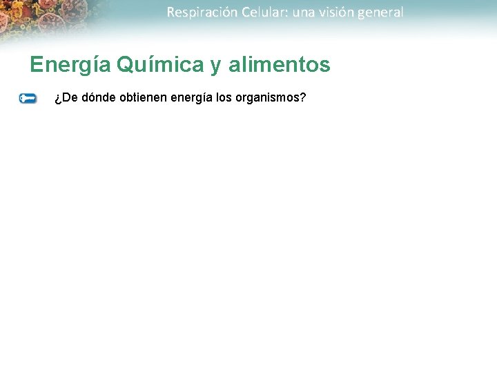 Respiración Celular: una visión general Energía Química y alimentos ¿De dónde obtienen energía los