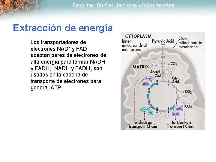 Respiración Celular: una visión general Extracción de energía Los transportadores de electrones NAD+ y