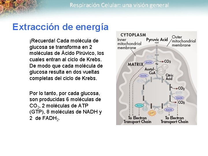 Respiración Celular: una visión general Extracción de energía ¡Recuerda! Cada molécula de glucosa se