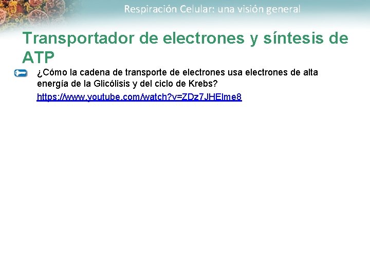 Respiración Celular: una visión general Transportador de electrones y síntesis de ATP ¿Cómo la