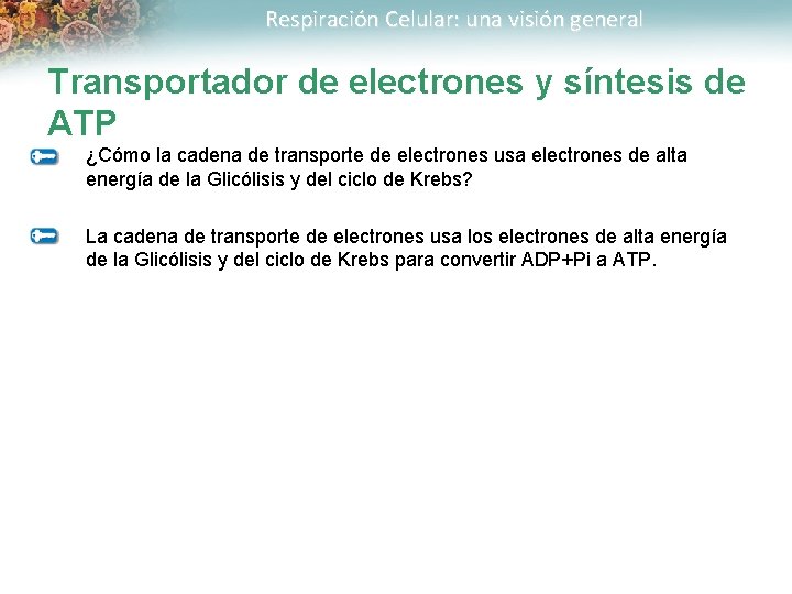 Respiración Celular: una visión general Transportador de electrones y síntesis de ATP ¿Cómo la