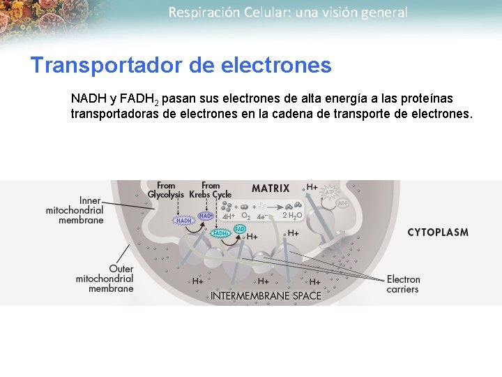 Respiración Celular: una visión general Transportador de electrones NADH y FADH 2 pasan sus