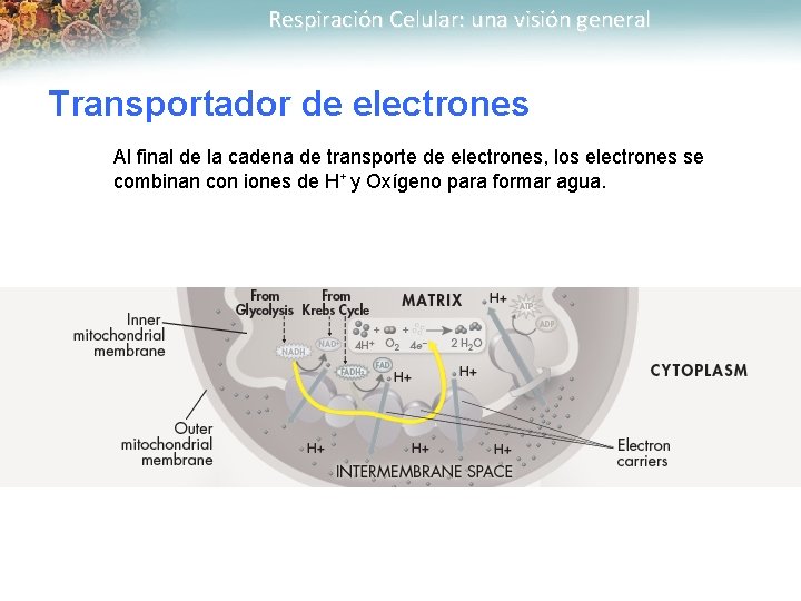 Respiración Celular: una visión general Transportador de electrones Al final de la cadena de