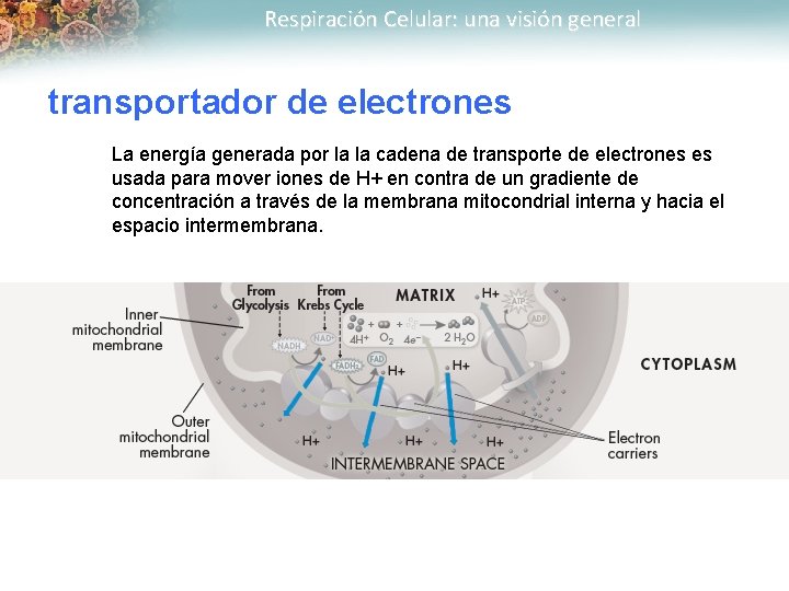 Respiración Celular: una visión general transportador de electrones La energía generada por la la