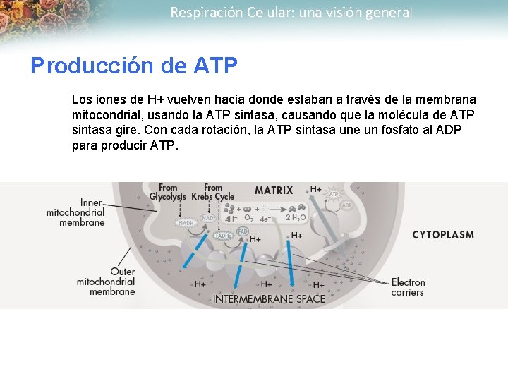 Respiración Celular: una visión general Producción de ATP Los iones de H+ vuelven hacia