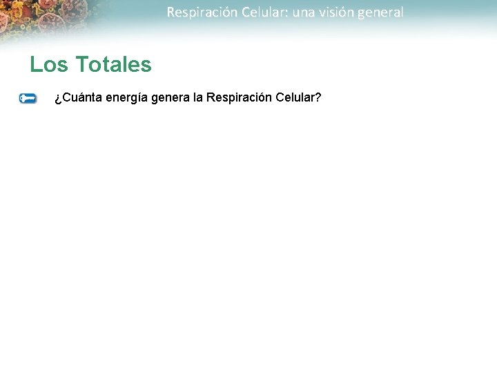 Respiración Celular: una visión general Los Totales ¿Cuánta energía genera la Respiración Celular? 