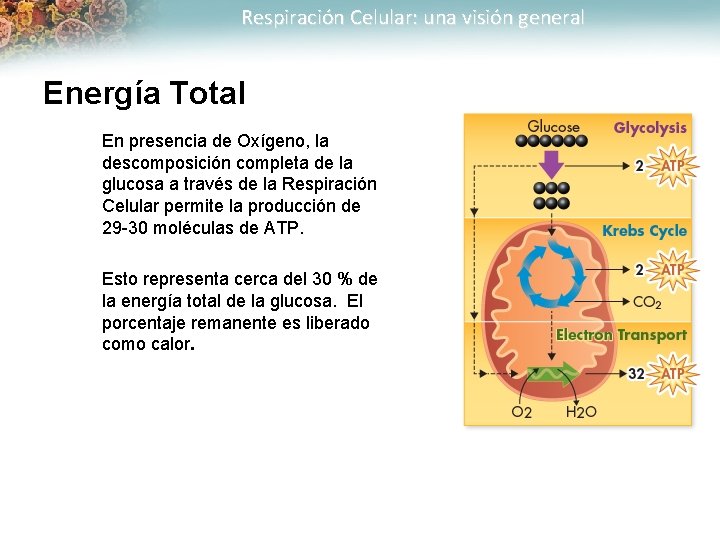 Respiración Celular: una visión general Energía Total En presencia de Oxígeno, la descomposición completa