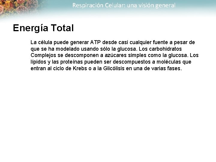 Respiración Celular: una visión general Energía Total La célula puede generar ATP desde casi