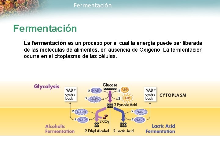 Fermentación La fermentación es un proceso por el cual la energía puede ser liberada