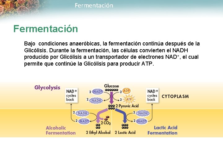 Fermentación Bajo condiciones anaeróbicas, la fermentación continúa después de la Glicólisis. Durante la fermentación,