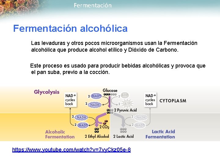 Fermentación alcohólica Las levaduras y otros pocos microorganismos usan la Fermentación alcohólica que produce