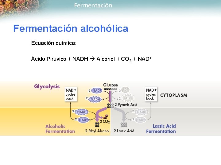 Fermentación alcohólica Ecuación química: Ácido Pirúvico + NADH Alcohol + CO 2 + NAD+
