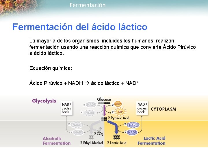 Fermentación del ácido láctico La mayoría de los organismos, incluidos los humanos, realizan fermentación