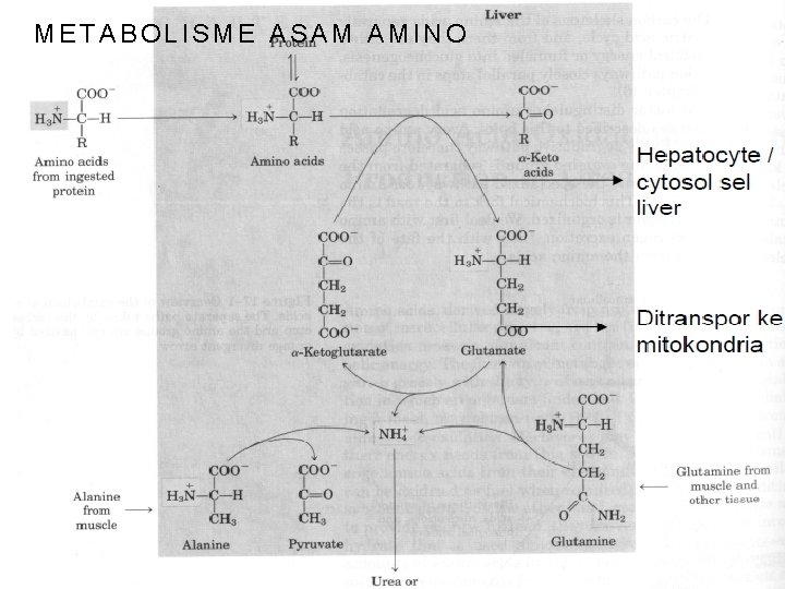 METABOLISME ASAM AMINO 