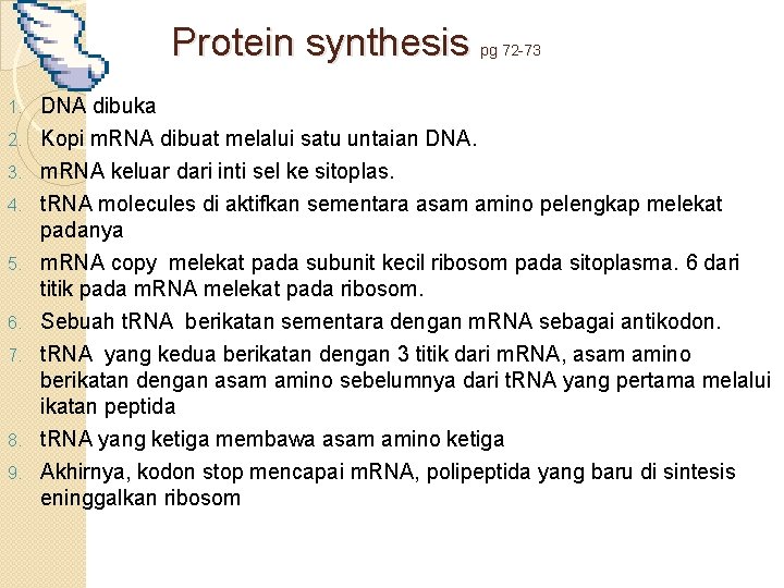 Protein synthesis pg 72 -73 DNA dibuka 2. Kopi m. RNA dibuat melalui satu