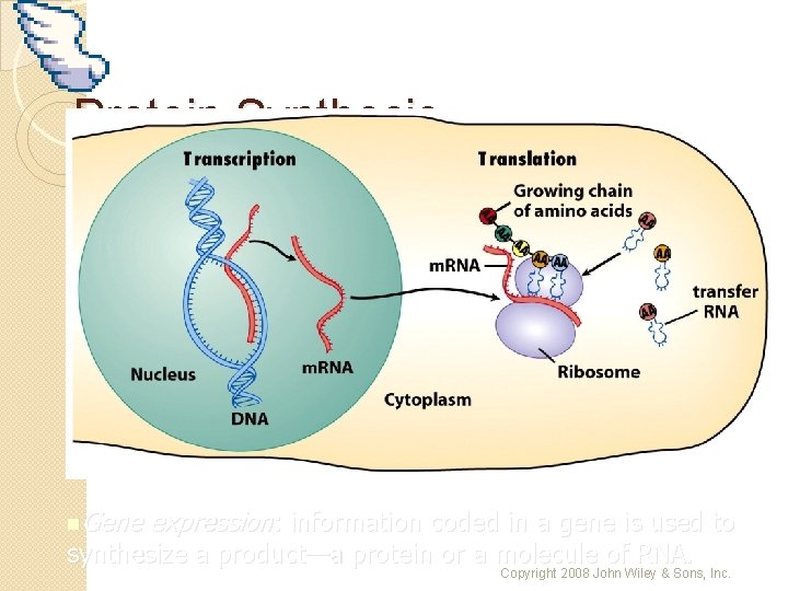 Protein Synthesis Gene expression: information coded in a gene is used to synthesize a