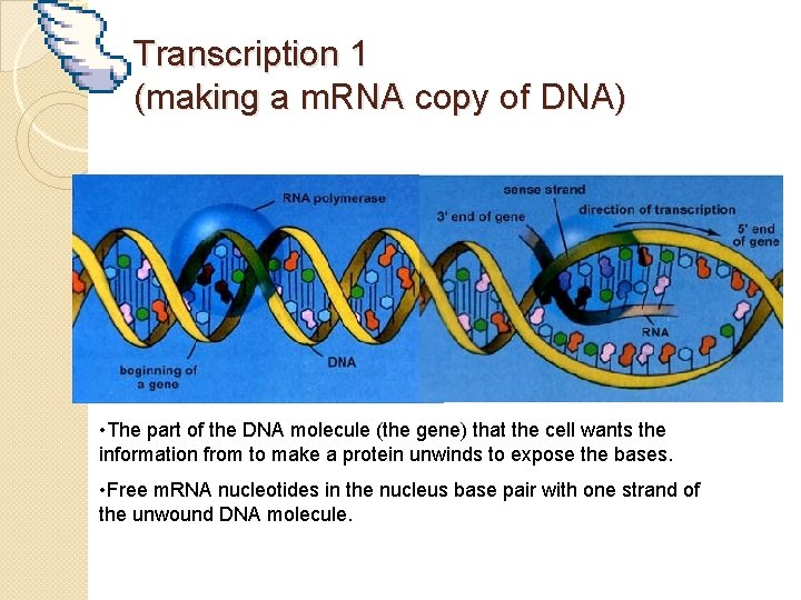 Transcription 1 (making a m. RNA copy of DNA) • The part of the