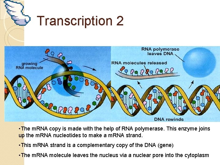 Transcription 2 • The m. RNA copy is made with the help of RNA