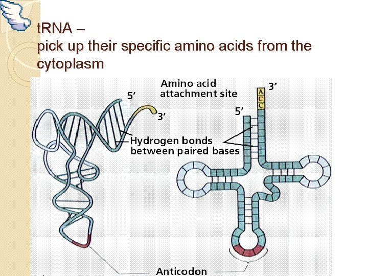 t. RNA – pick up their specific amino acids from the cytoplasm 