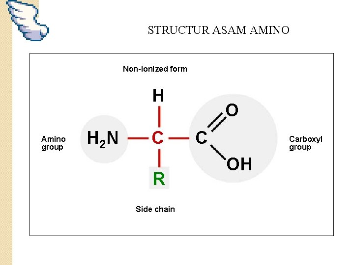 STRUCTUR ASAM AMINO Non-ionized form H Amino group H 2 N C R Side