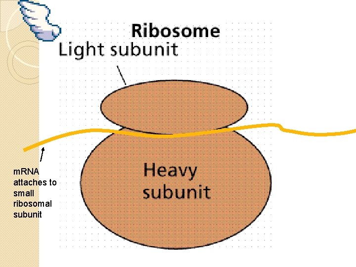 m. RNA attaches to small ribosomal subunit 