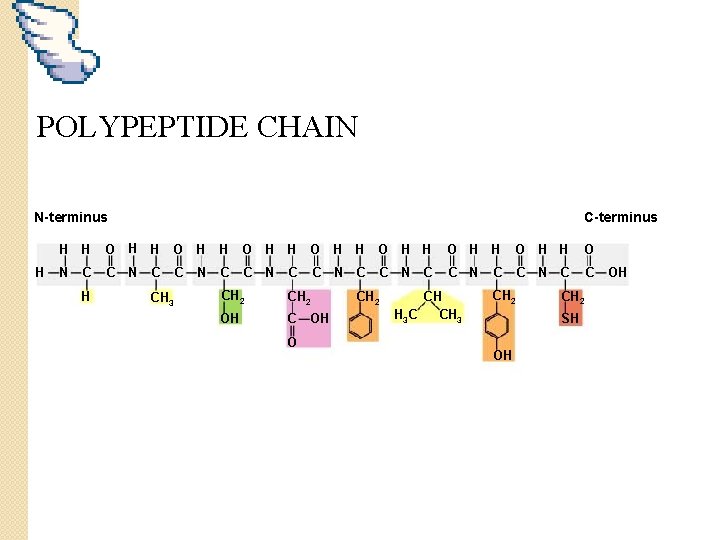 POLYPEPTIDE CHAIN N-terminus H C-terminus H H O H H O N C C