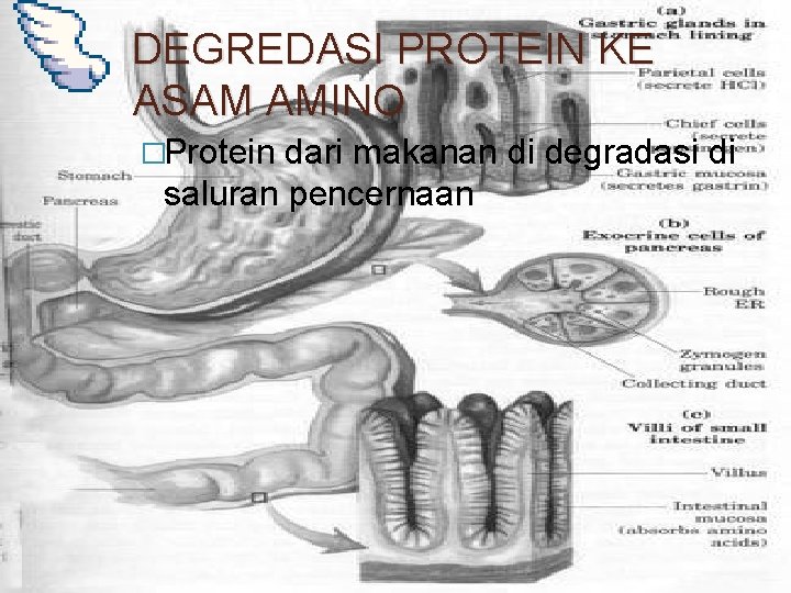 DEGREDASI PROTEIN KE ASAM AMINO �Protein dari makanan di degradasi di saluran pencernaan 
