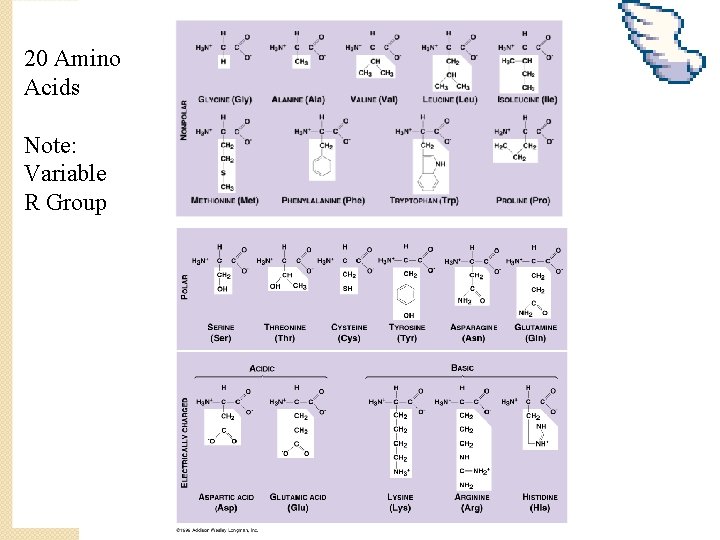20 Amino Acids Note: Variable R Group 