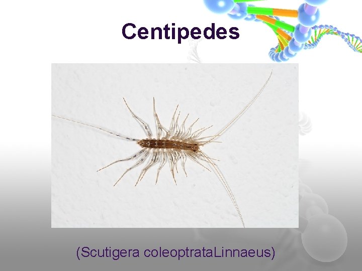Centipedes (Scutigera coleoptrata. Linnaeus) 