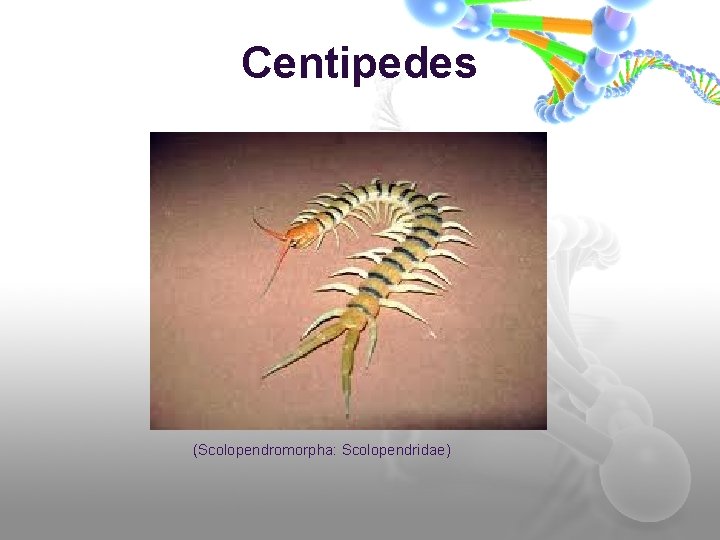 Centipedes (Scolopendromorpha: Scolopendridae) 