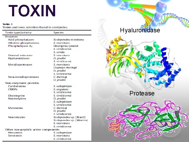 TOXIN S Hyaluronidase Protease 