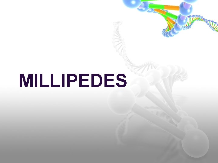 MILLIPEDES 