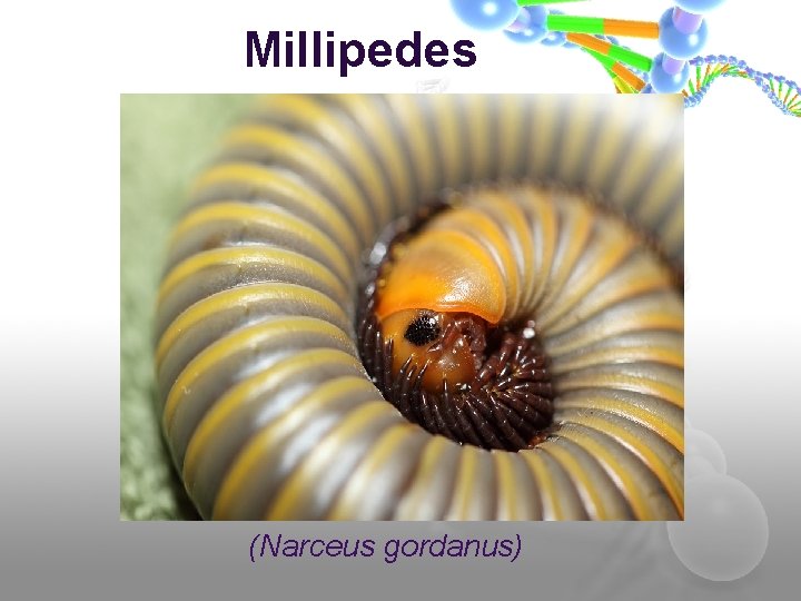 Millipedes (Narceus gordanus) 