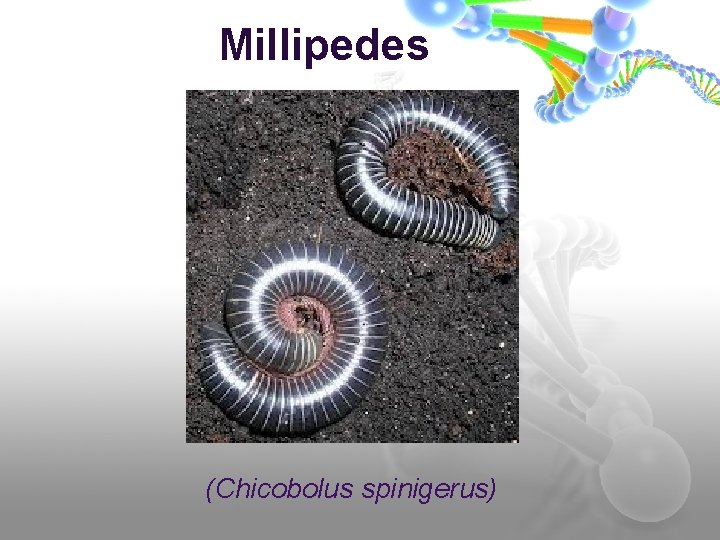 Millipedes (Chicobolus spinigerus) 