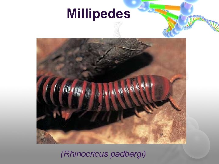 Millipedes (Rhinocricus padbergi) 