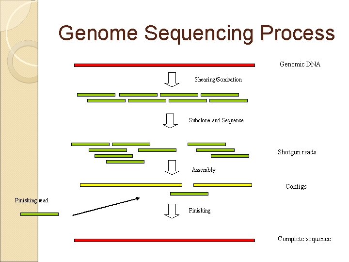 Genome Sequencing Process Genomic DNA Shearing/Sonication Subclone and Sequence Shotgun reads Assembly Contigs Finishing