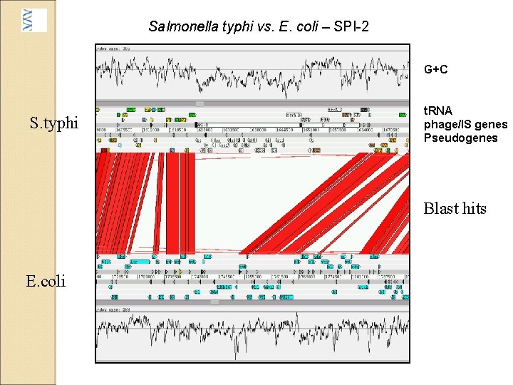 Salmonella typhi vs. E. coli – SPI-2 G+C S. typhi t. RNA phage/IS genes