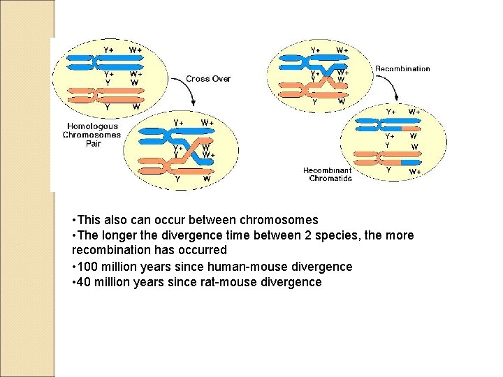  • This also can occur between chromosomes • The longer the divergence time