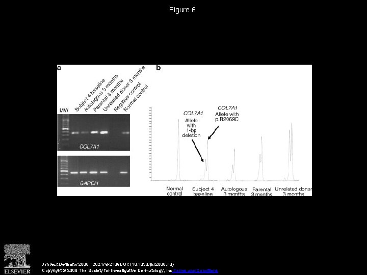 Figure 6 J Invest Dermatol 2008 1282179 -2189 DOI: (10. 1038/jid. 2008. 78) Copyright