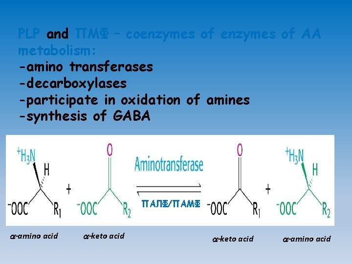 PLP and ПМФ – coenzymes of AA metabolism: -amino transferases -decarboxylases -participate in oxidation