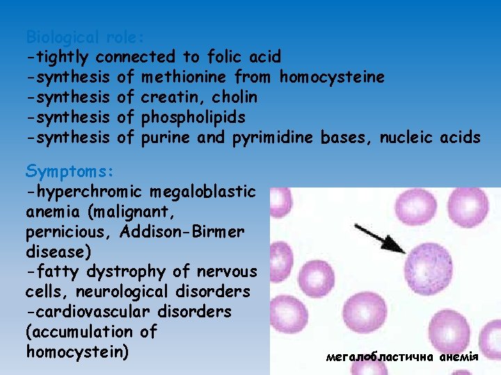 Biological role: -tightly connected to folic acid -synthesis of methionine from homocysteine -synthesis of