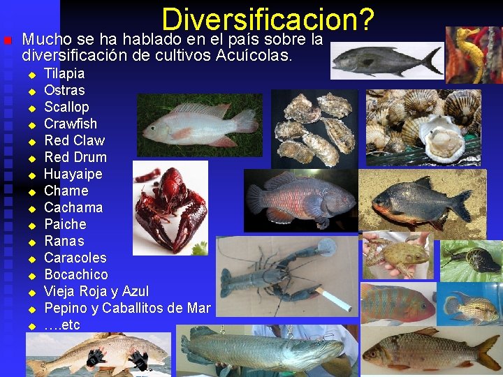 Diversificacion? n Mucho se ha hablado en el país sobre la diversificación de cultivos